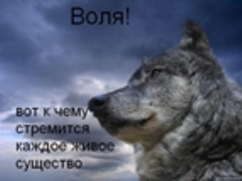 Одиночка: цитаты, высказывания, афоризмы - Жемчужины мысли Я волк-одиночка (Анастасия Ларецкая) / Стихи. ру